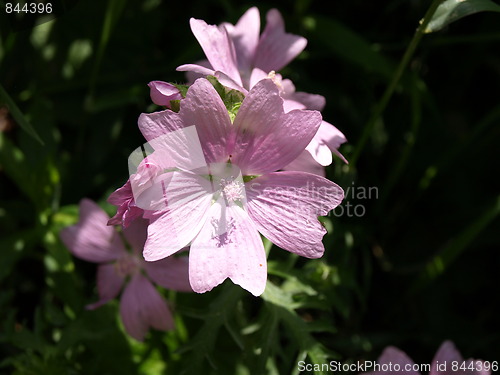 Image of Flowers in the garden.