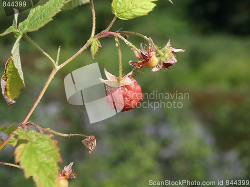 Image of Raspberries.