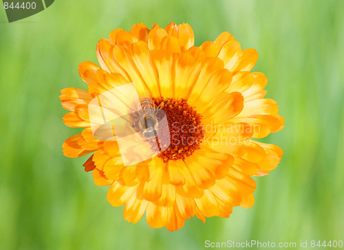 Image of Marigold with Bee