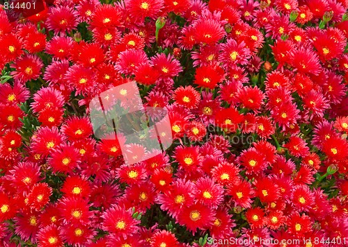 Image of Sea of Red Flowers