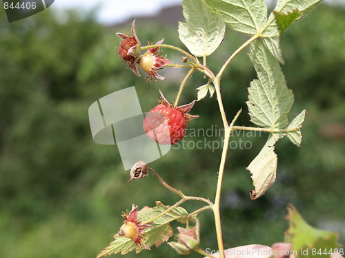 Image of Raspberries.