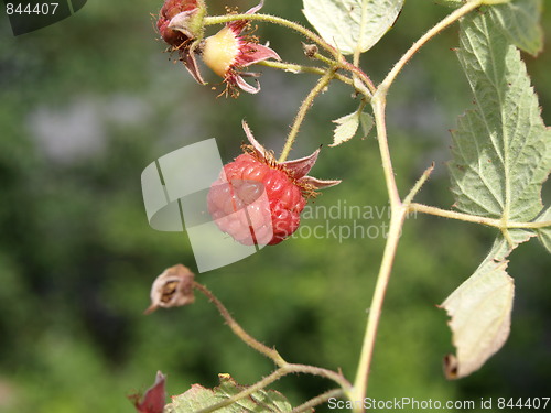 Image of Raspberries.