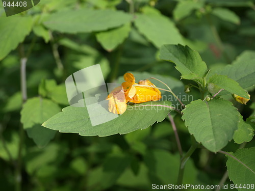 Image of Flowers in the garden.
