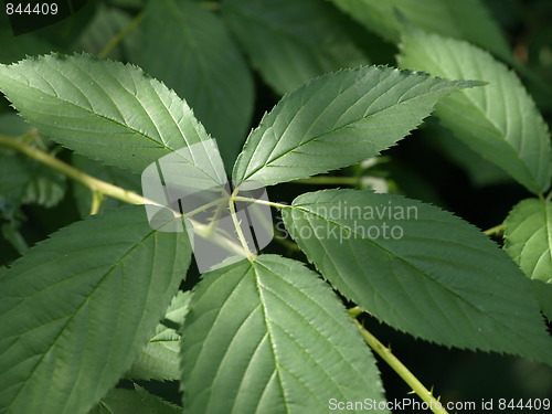 Image of Plants.