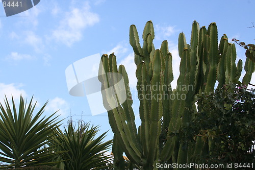 Image of Cactus and palms