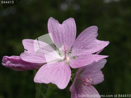 Image of Flowers in the garden.
