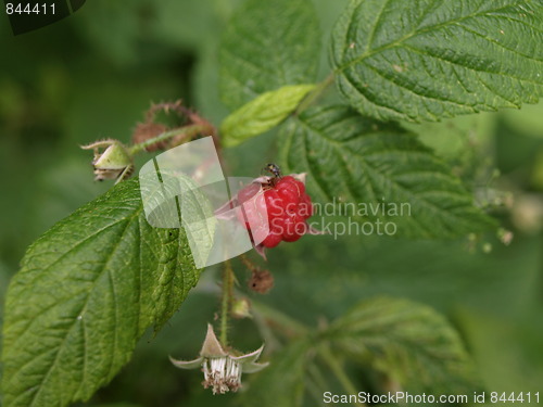 Image of Raspberries.