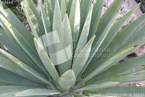 Image of Cactus