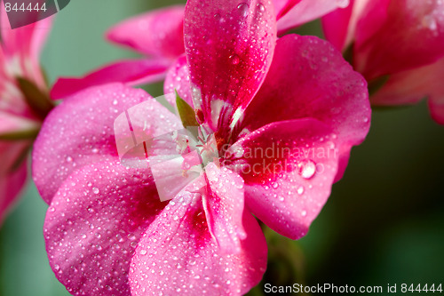 Image of Pink geranium flowers