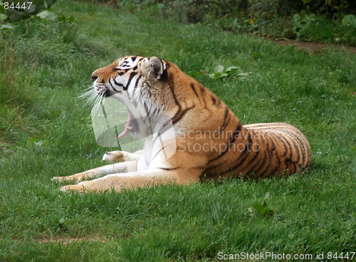 Image of Yawn