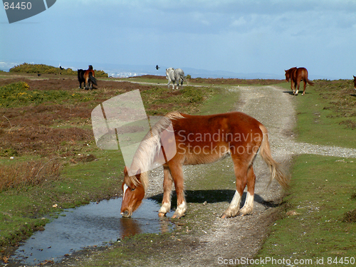 Image of Wild Horses