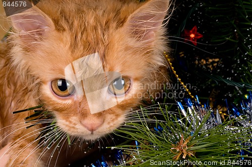 Image of Kitten and christmas tree