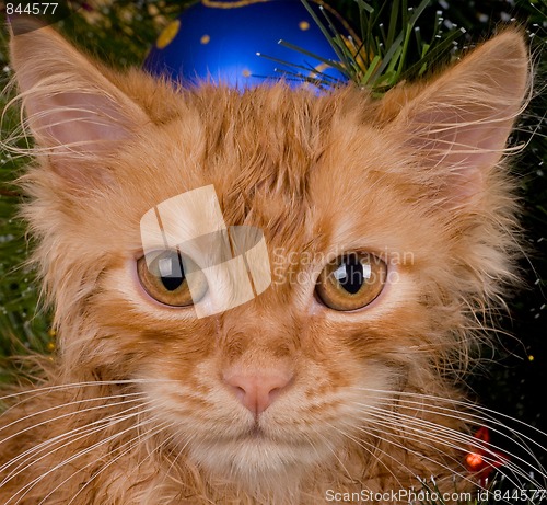 Image of Kitten and christmas tree