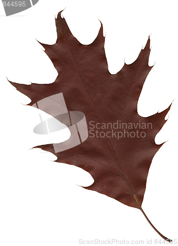 Image of autumn oak leaf