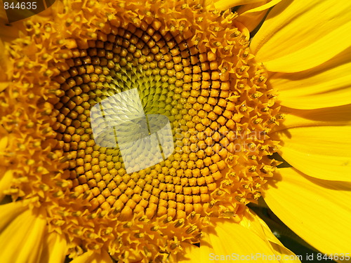 Image of Sunflower