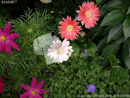 Image of A flower garden.