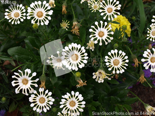 Image of A flower garden.