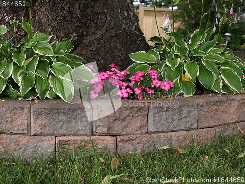 Image of A flower garden.