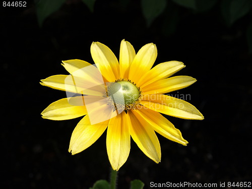 Image of A flower garden.