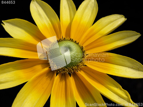 Image of A flower garden.