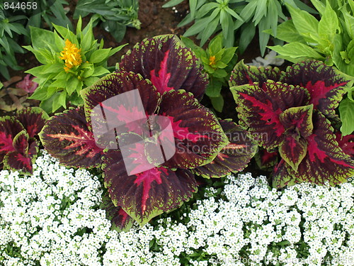Image of A flower garden.