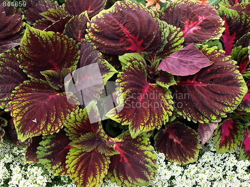 Image of A flower garden.
