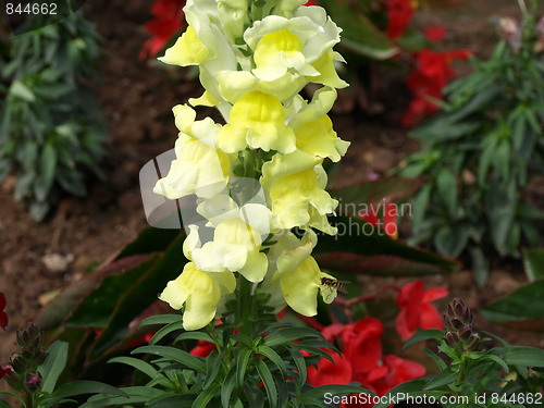 Image of A flower garden.