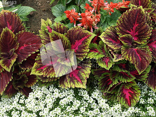 Image of A flower garden.