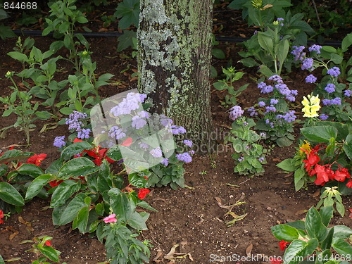 Image of A flower garden.