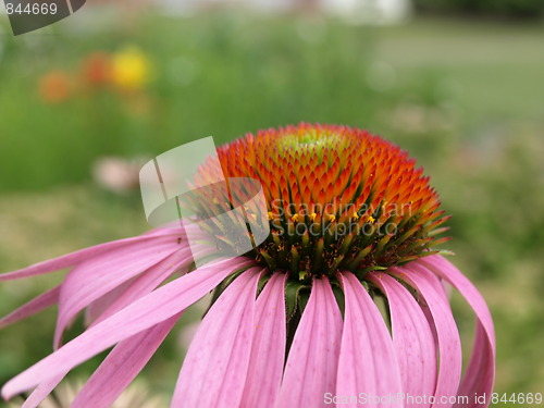 Image of A flower garden.