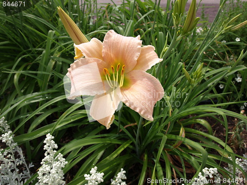 Image of A flower garden.