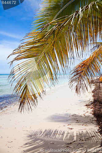 Image of Tropical Beach