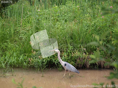 Image of Blue Heron.