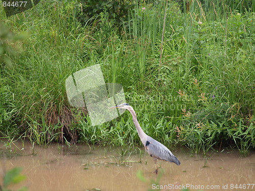 Image of Blue Heron.