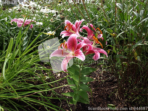Image of A flower garden.