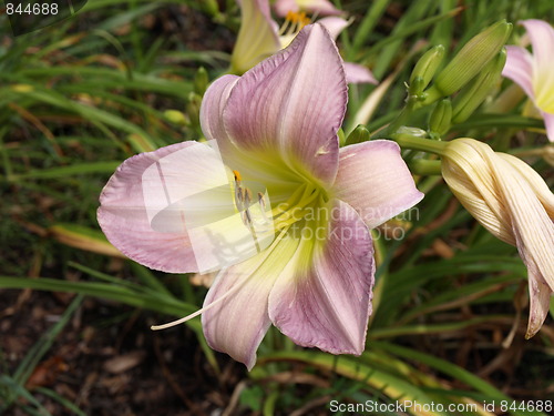 Image of A flower garden.