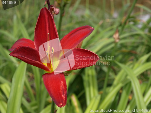 Image of A flower garden.