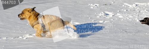 Image of Two dogs running