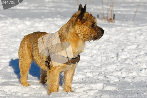 Image of Cairn Terrier