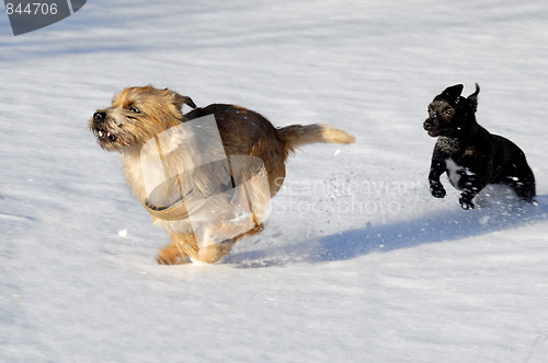 Image of Two dogs running