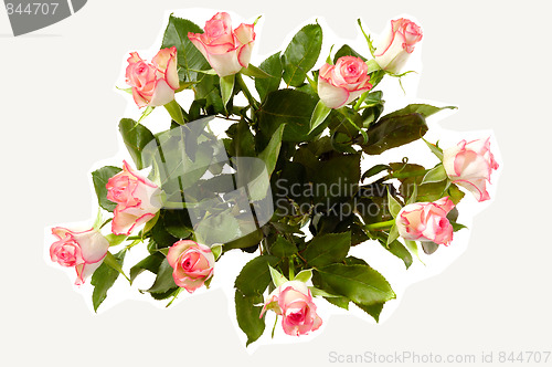 Image of Rose bouquet