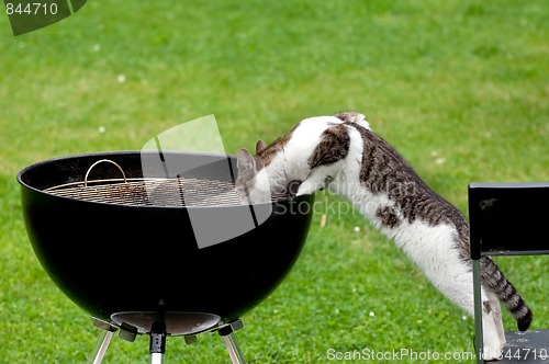 Image of Hungry cat