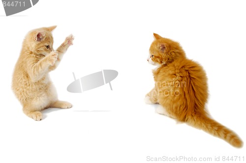 Image of Fighting kittens