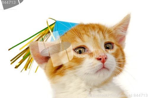 Image of Kitten with hat 