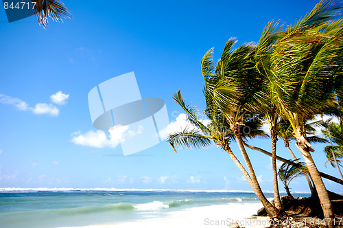 Image of Palms on beach