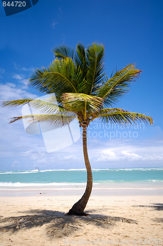 Image of Exotic beach with palm