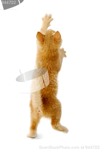 Image of Standing kitten