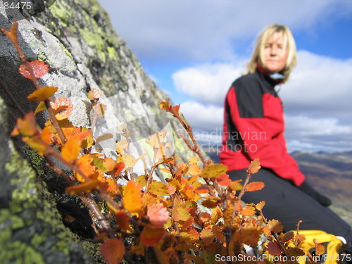 Image of Norwegian flora