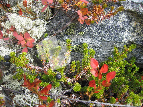 Image of Wild berries