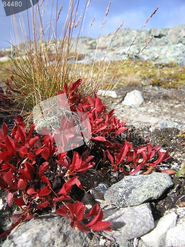 Image of Norwegian flora